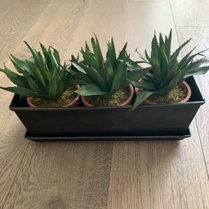 Succulent decor